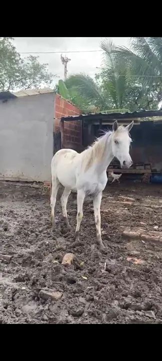 Potra apaloosa  1 e meio para venda valor 1.500