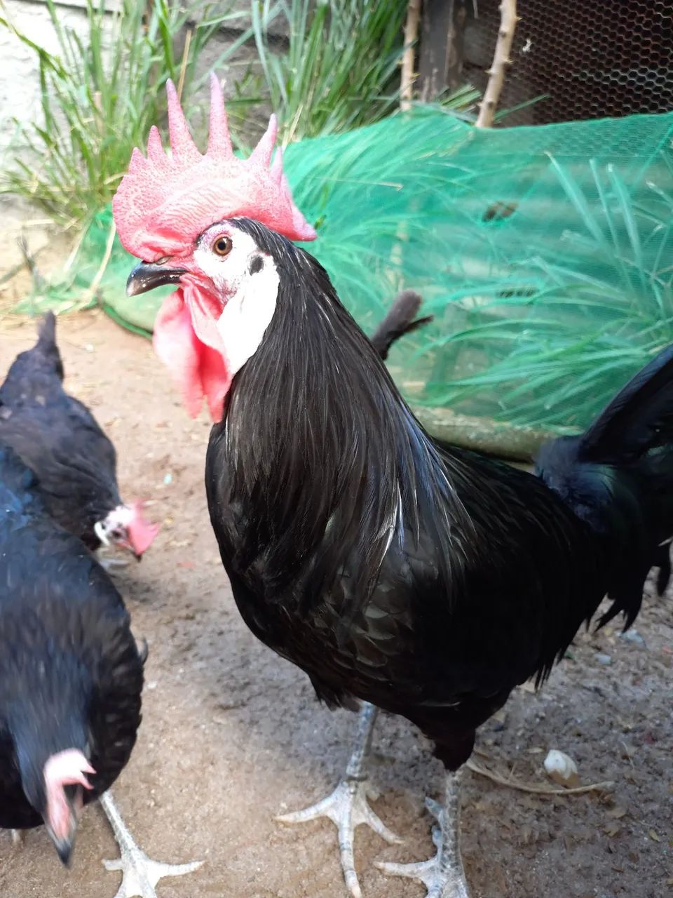 Galinha Cara de Palhaço (ovos galados) - Foto 2