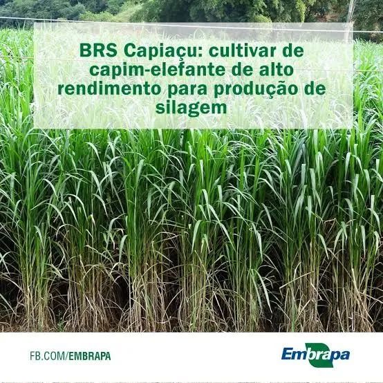 Capim BRS Capiaçu