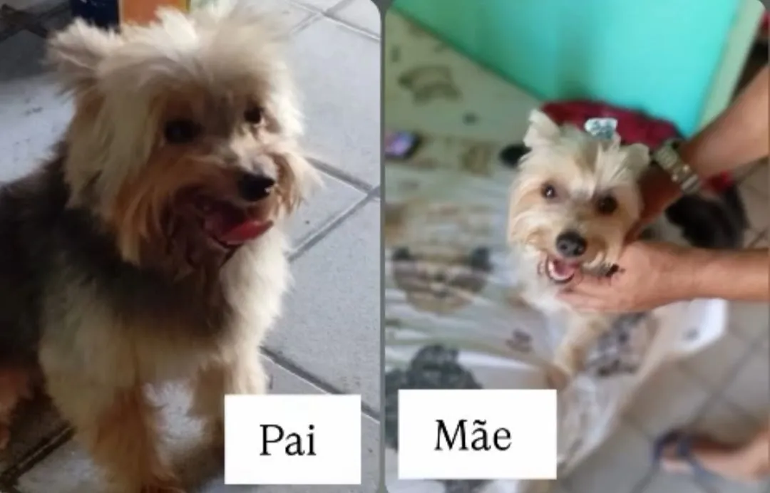 Filhotes de Yorkshire Terrier