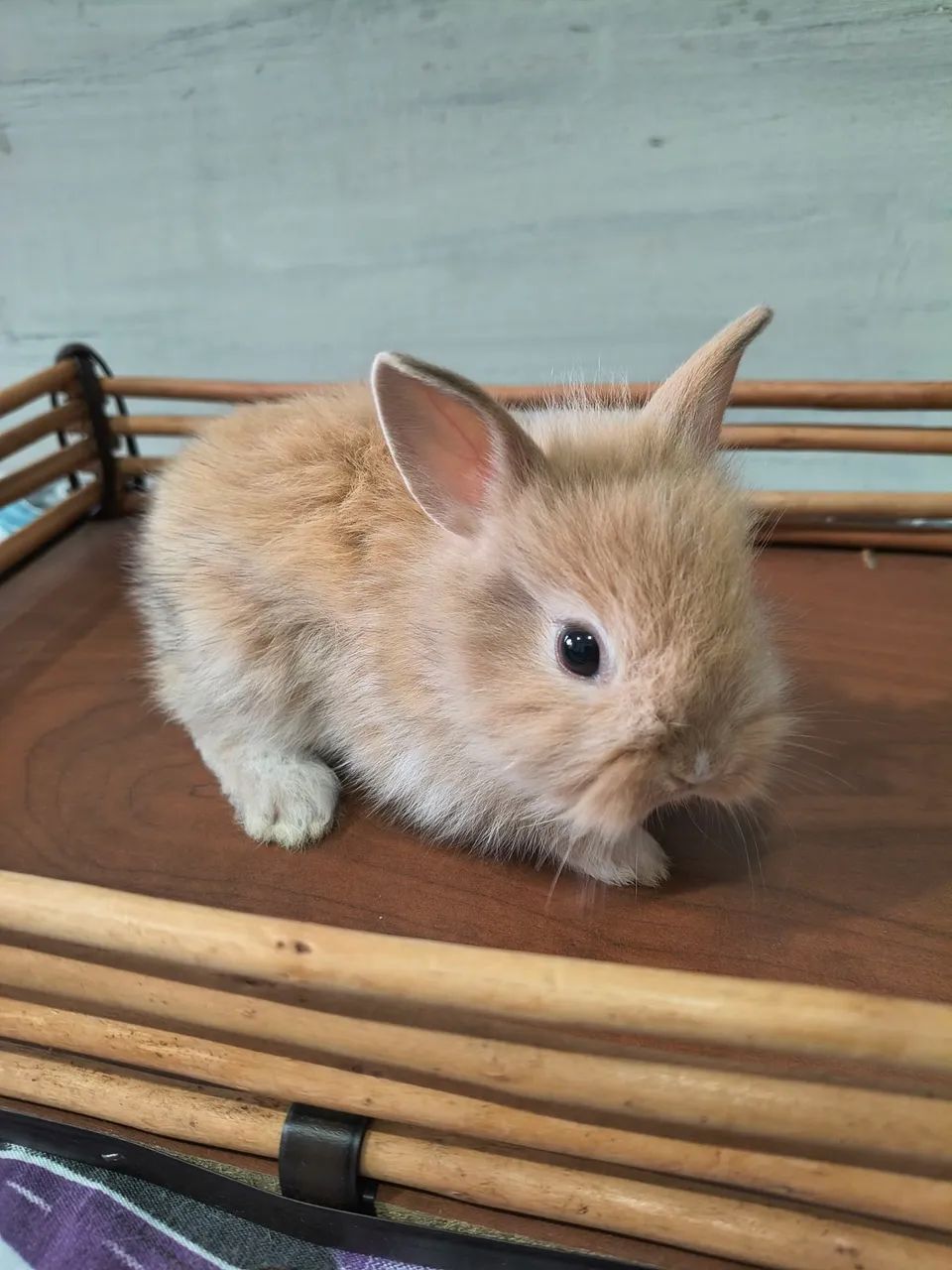 Coelhos Mini Lion - Foto 5