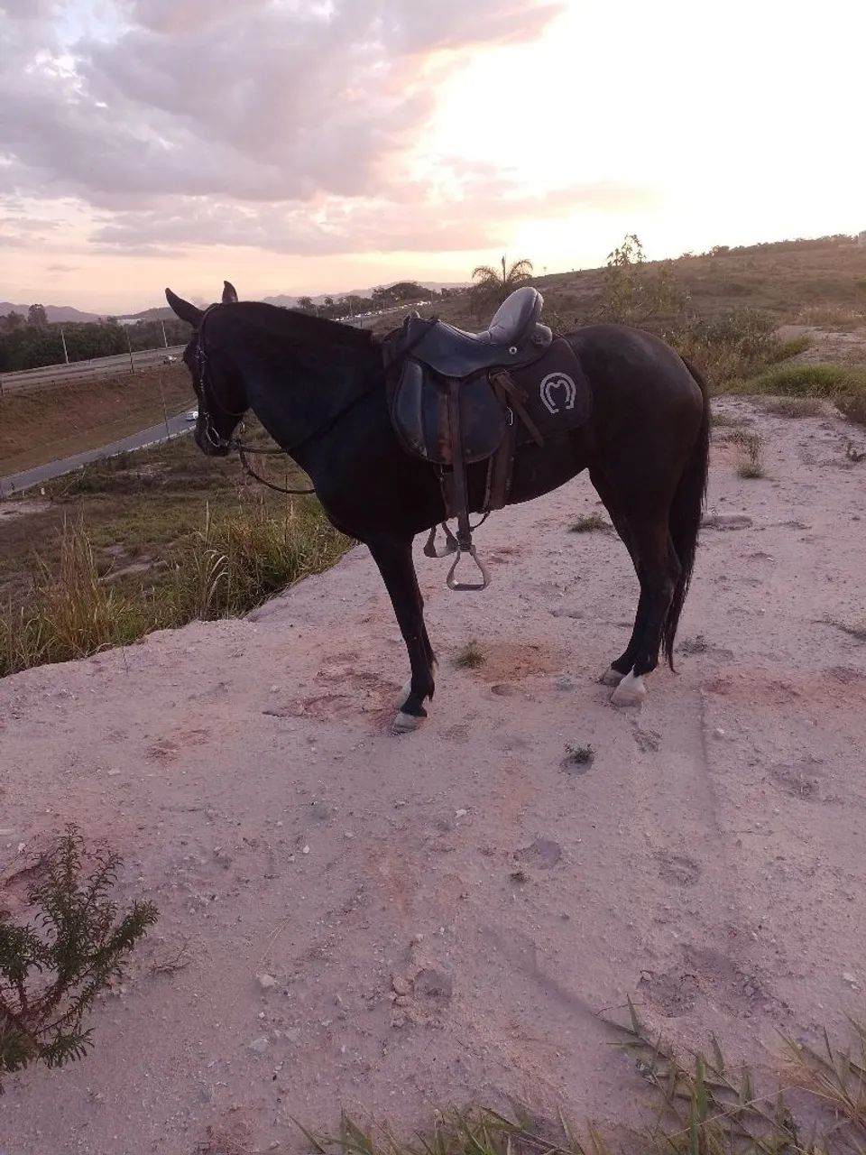 Égua comum sem papel 