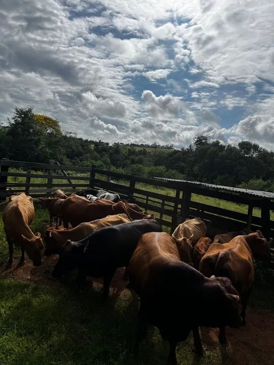 Vendo lote de 20 cabeças  - Foto 3