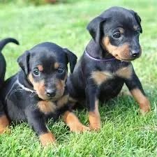 Pinscher 0 para todos os gostos 