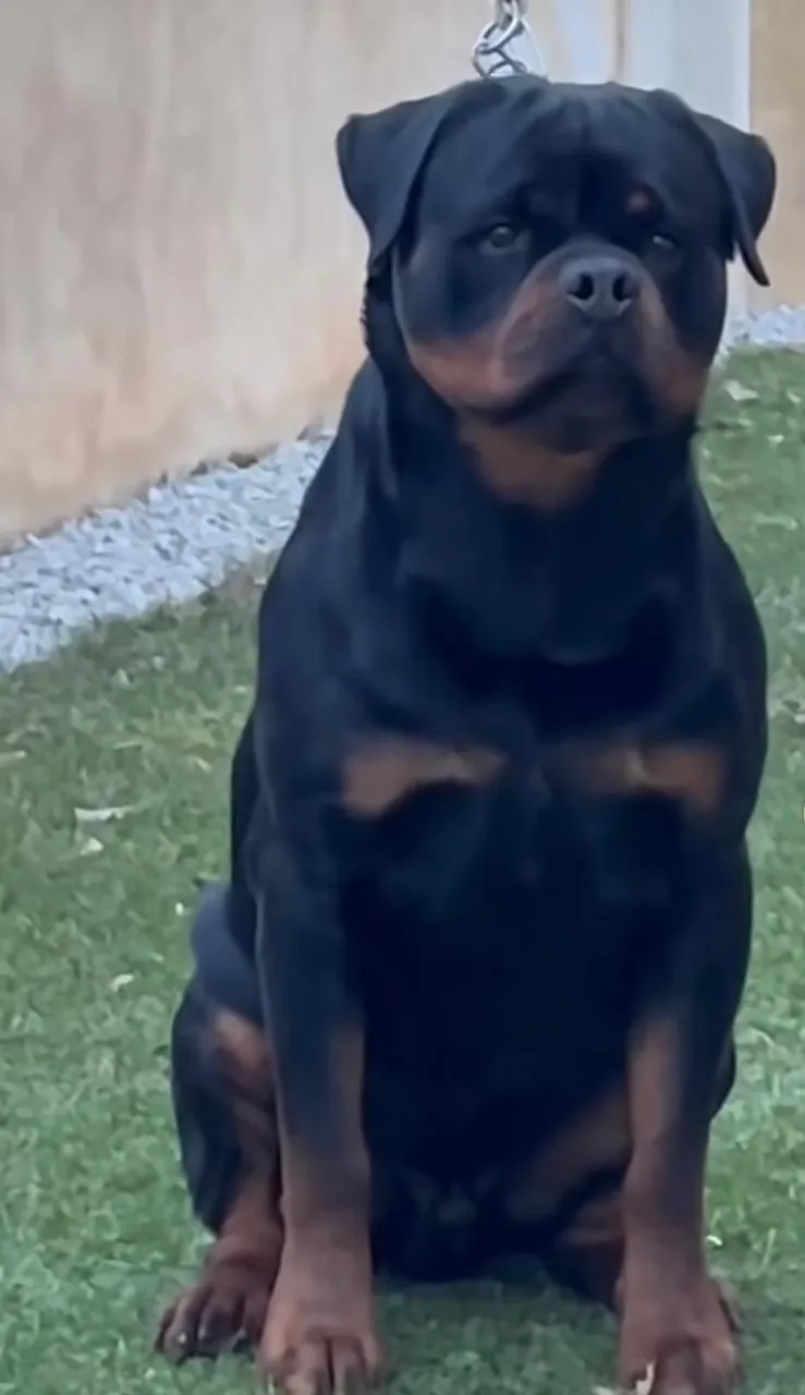Rottweiler - ótima oportunidade de filhotes - Chama no whatsapp