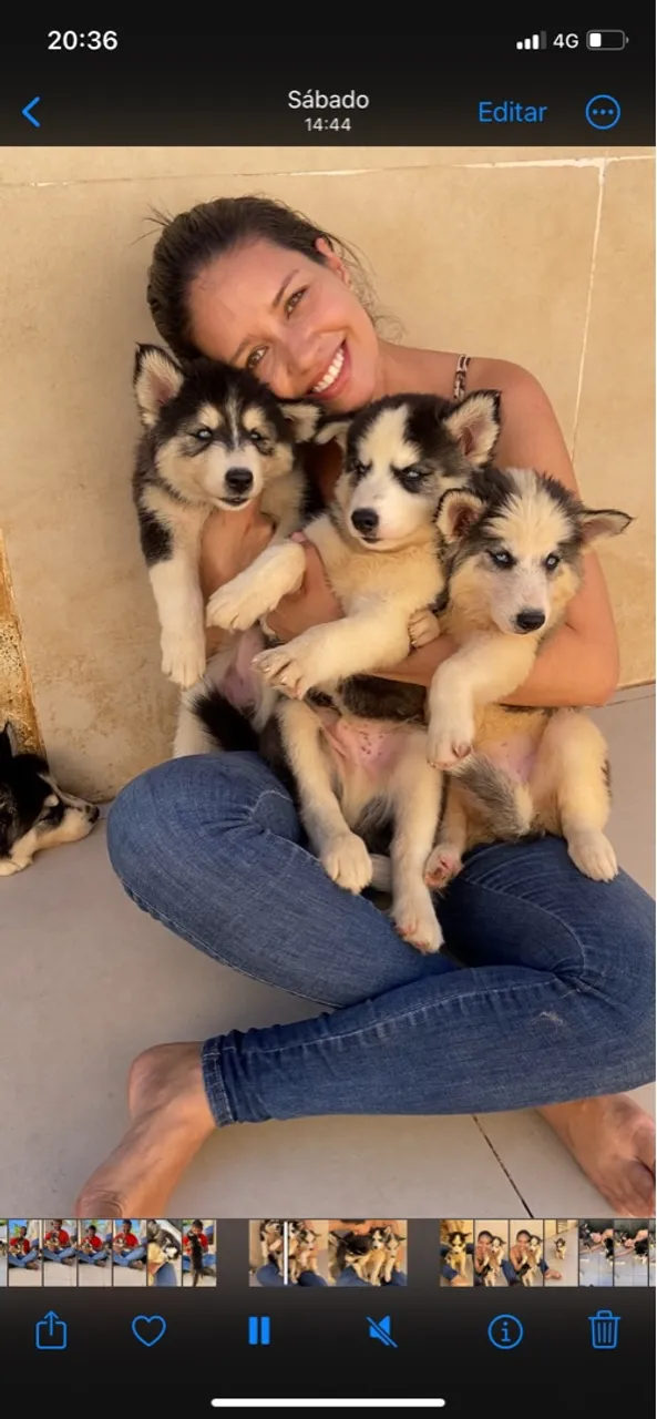 Filhotes de Husky Siberiano