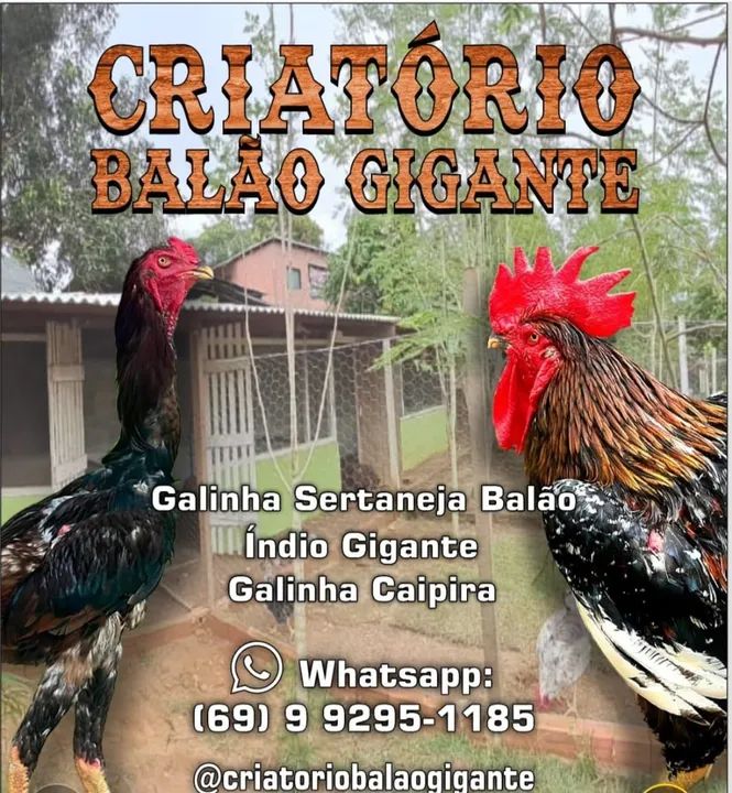 Ovos férteis de Índio Gigante e Galinha Sertaneja Balão GSB  - Foto 2