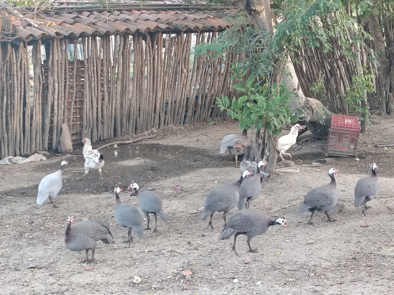 Aves domésticas para criação - Galinhas d'angola - capote