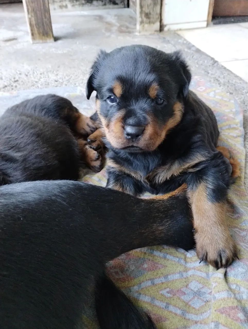 Cachorros Rottweiler - Foto 2