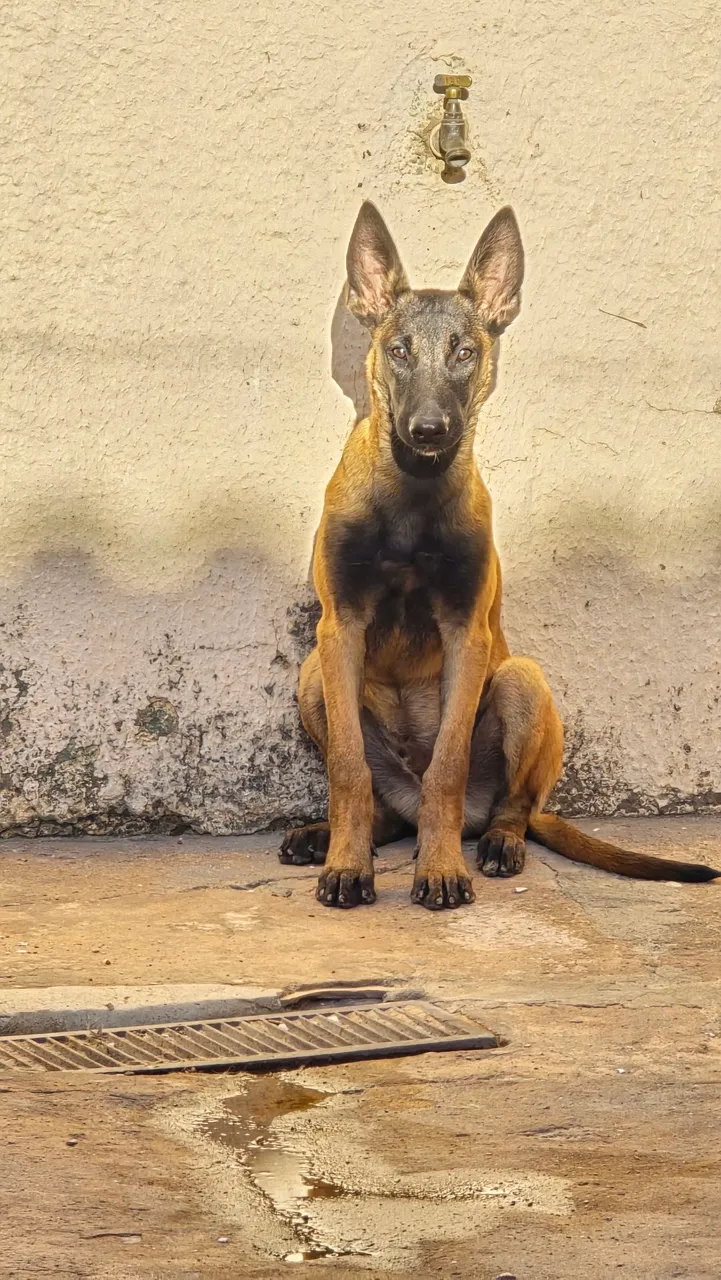 Filhote de Pastor Belga Malinois - Disponível!