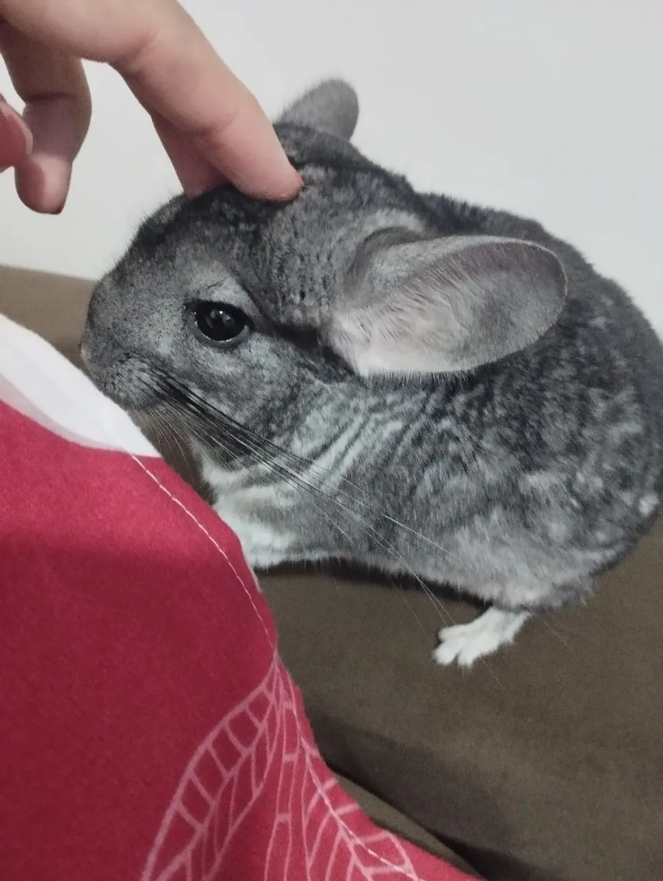 Chinchila Fofa para venda