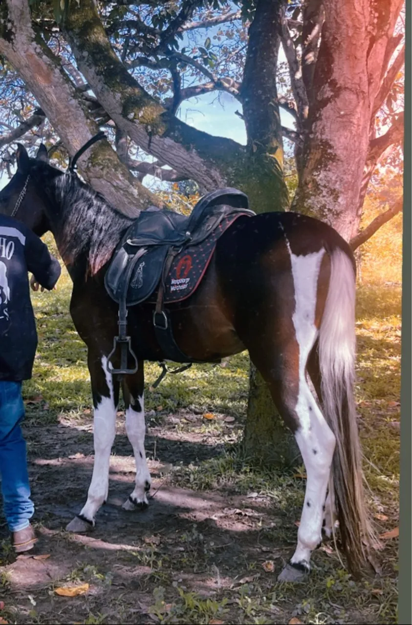 Cavalo