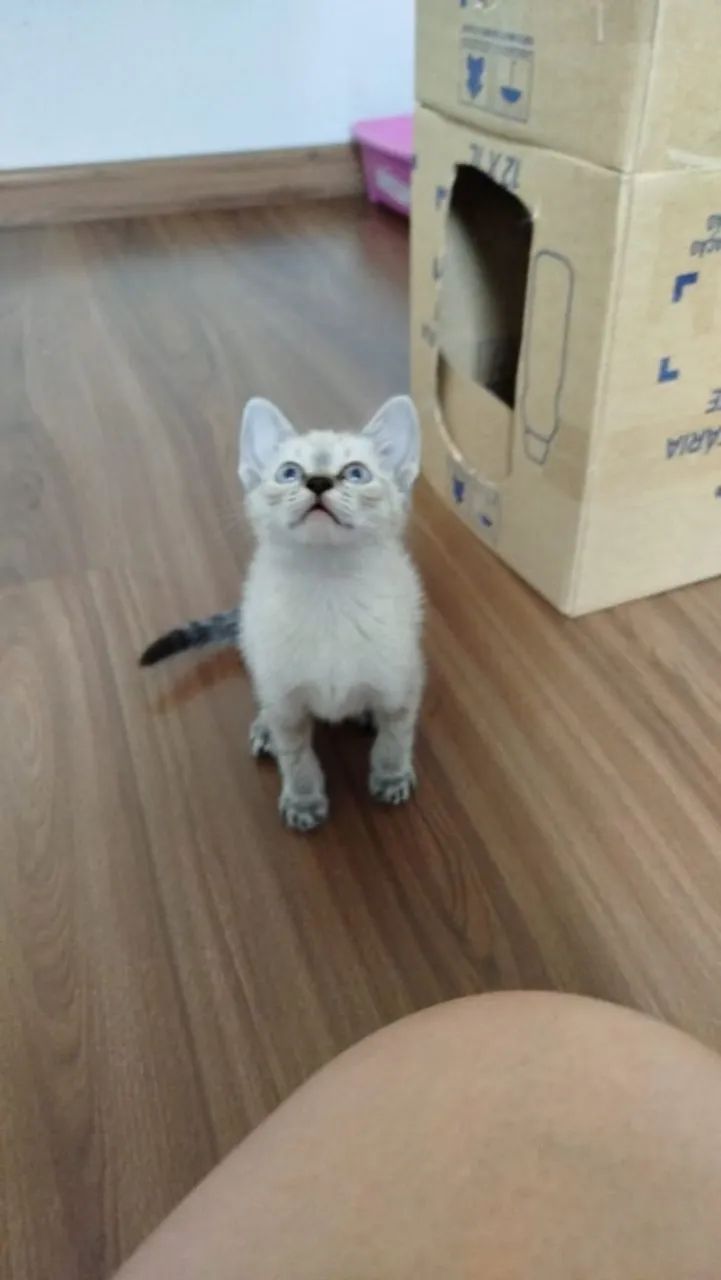 Bebê resgatado ADOTADO  - Foto 6