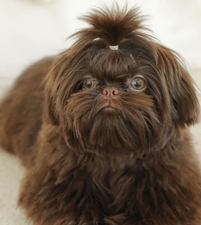 Shih-Tzu filhotes micro Chama no whatsapp que mando fotos e vídeos ok  - Foto 4