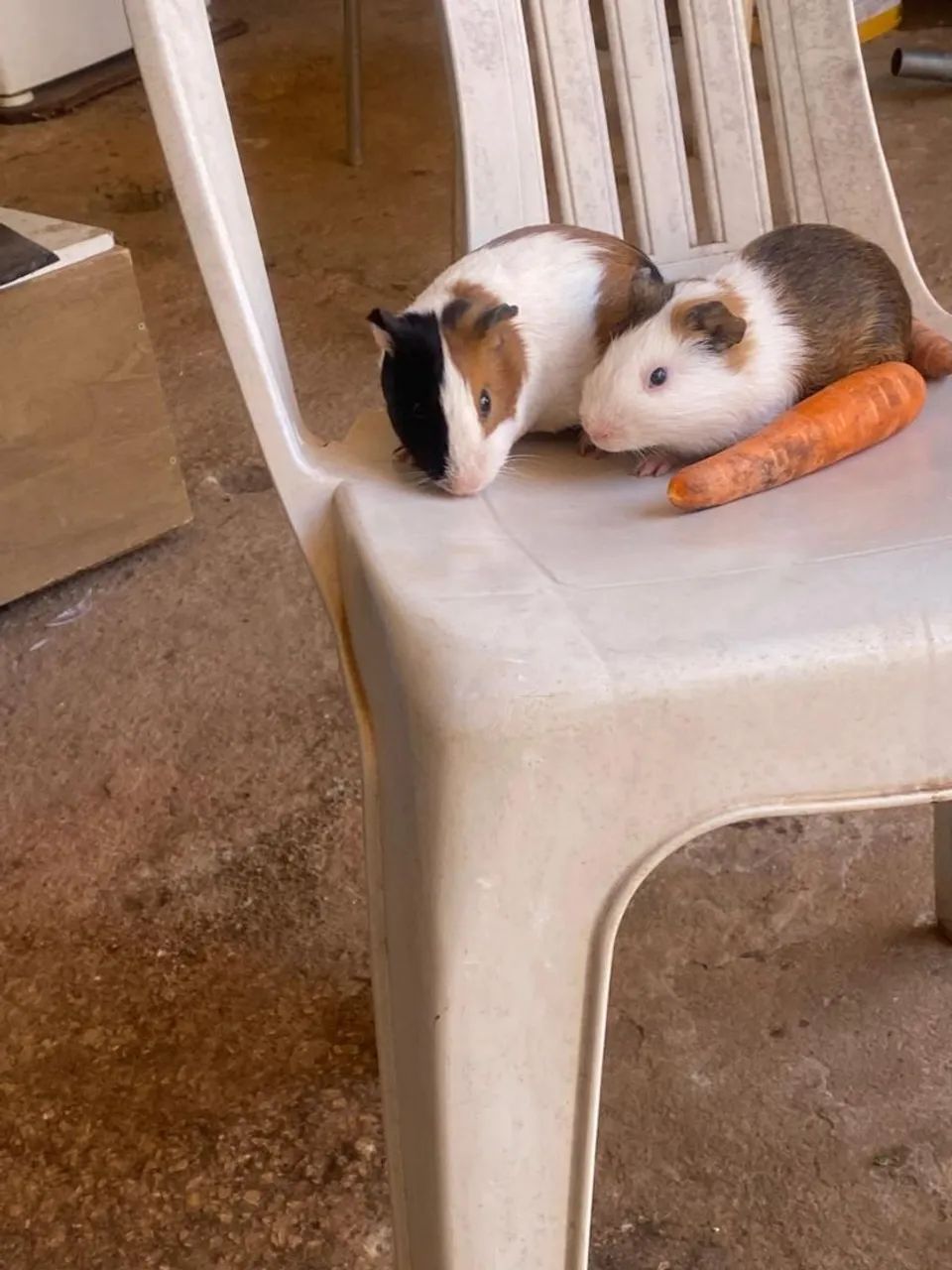 Dois lindos porquinhos-da-índia - Foto 3