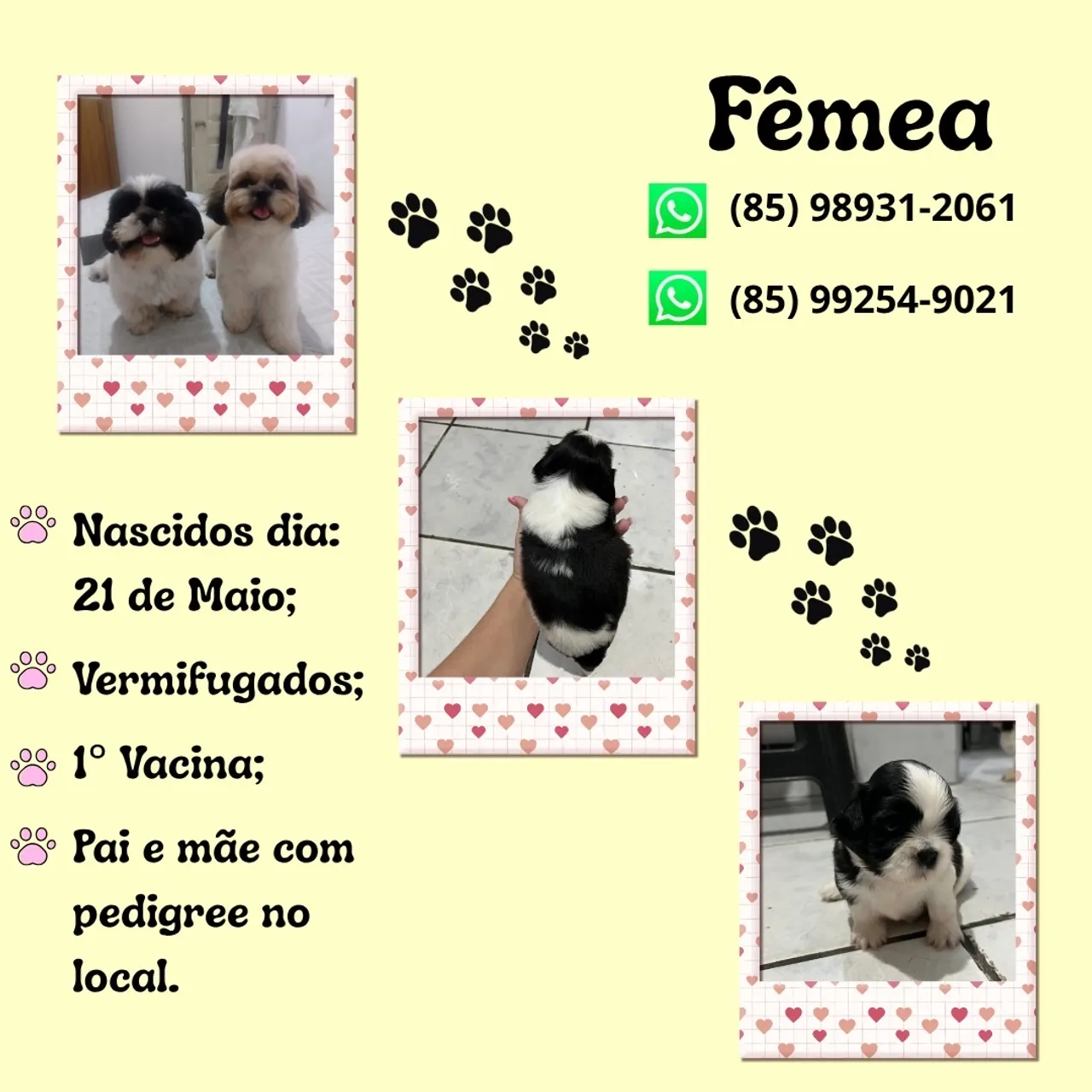 Filhotes Shih Tzu Disponíveis!