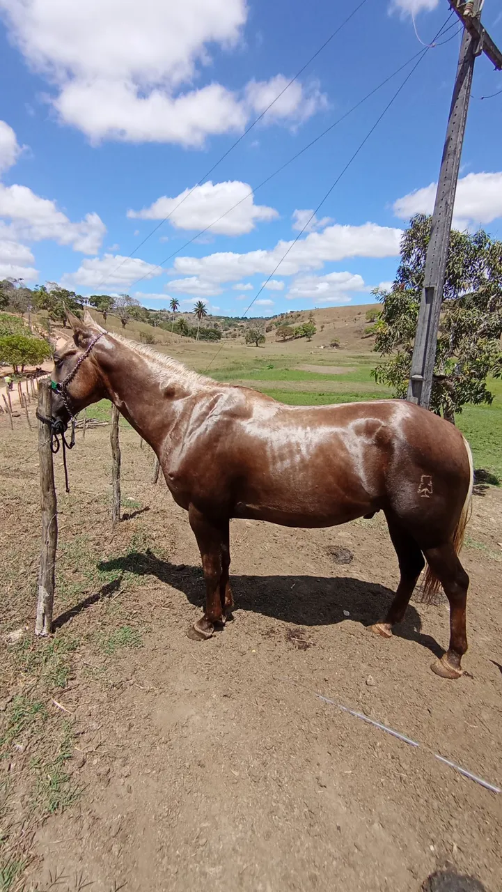 Cavalo Quarto de Milha