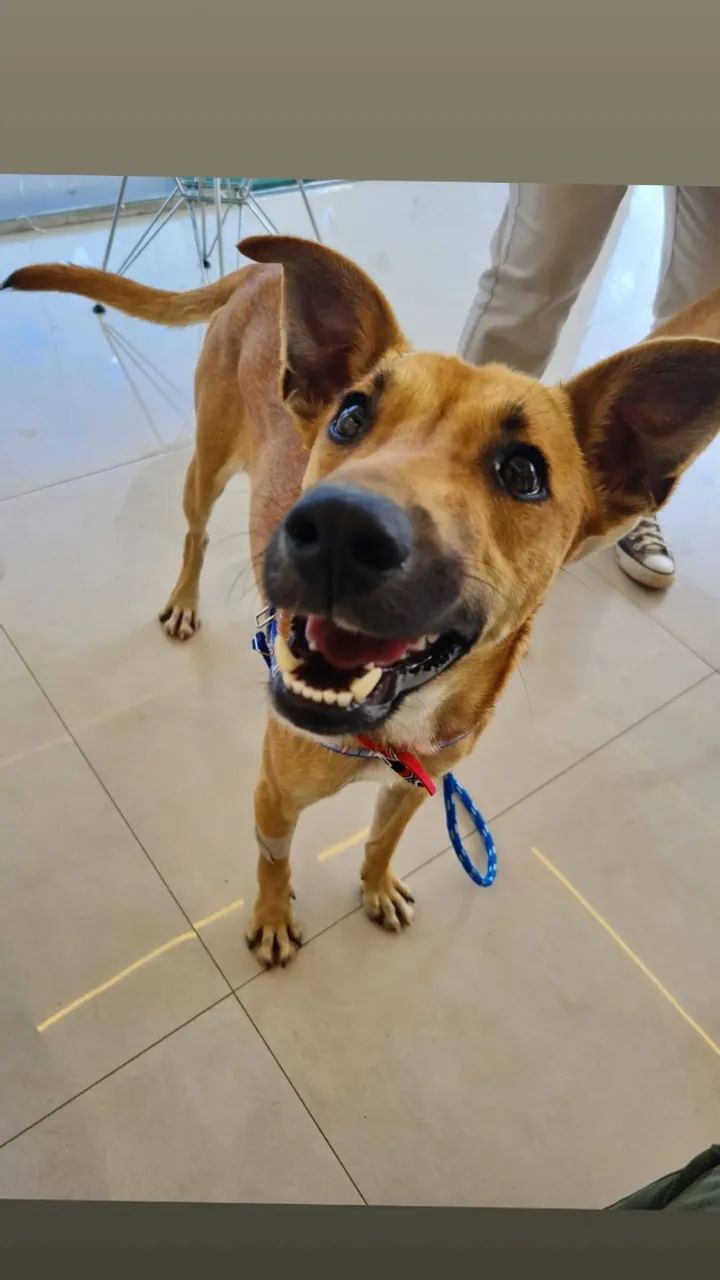 Caramelo para adoção  - Foto 3