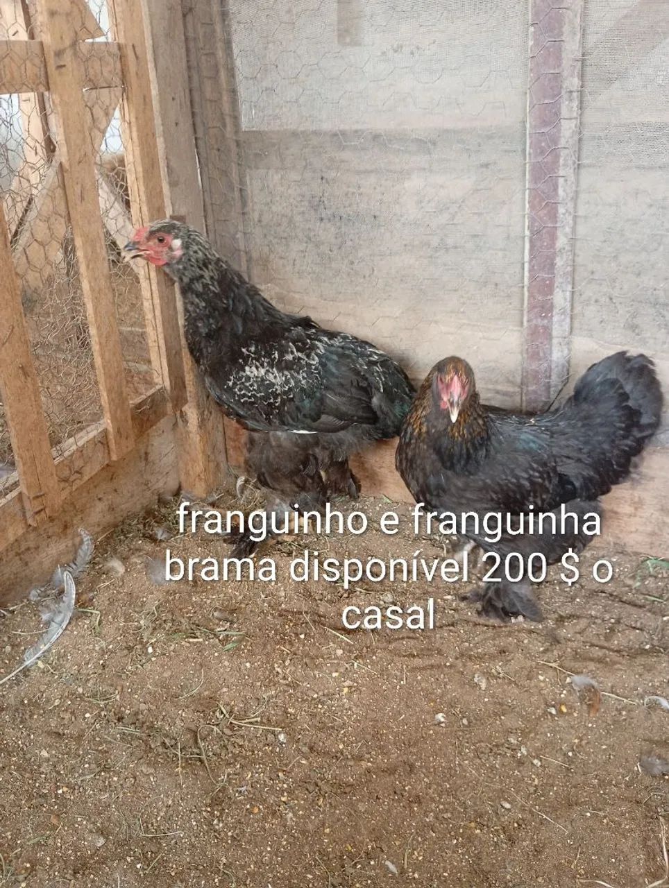 BRAHAMA disponível 64751037001858124