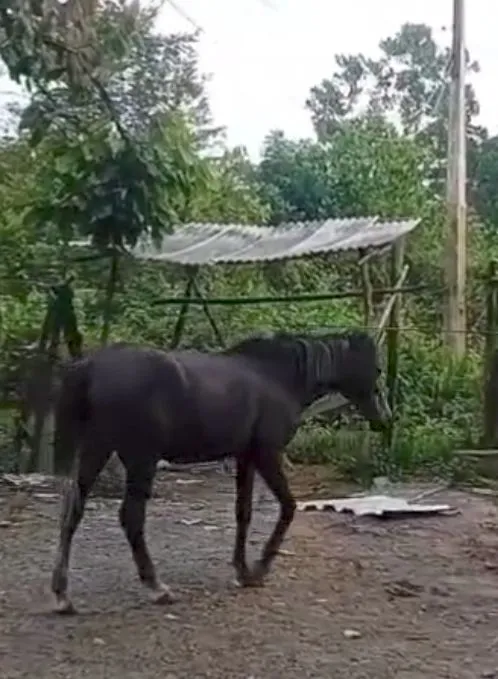Égua top mansa pura filha de cavalos p.o