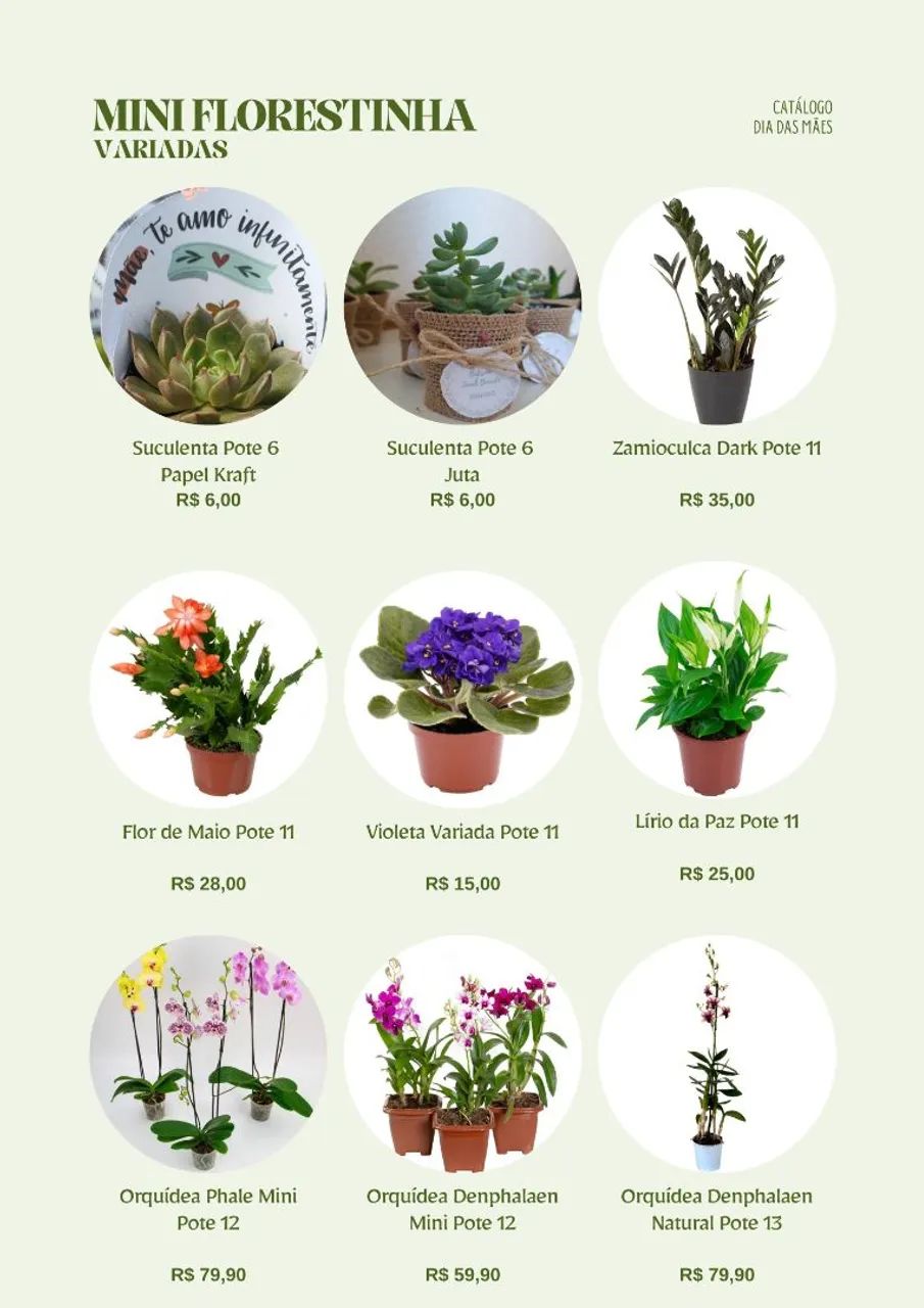 Plantas para Dia das Mães: suculentas, orquídeas, plantas ornamentais, ervas, kokedamas... - Foto 2