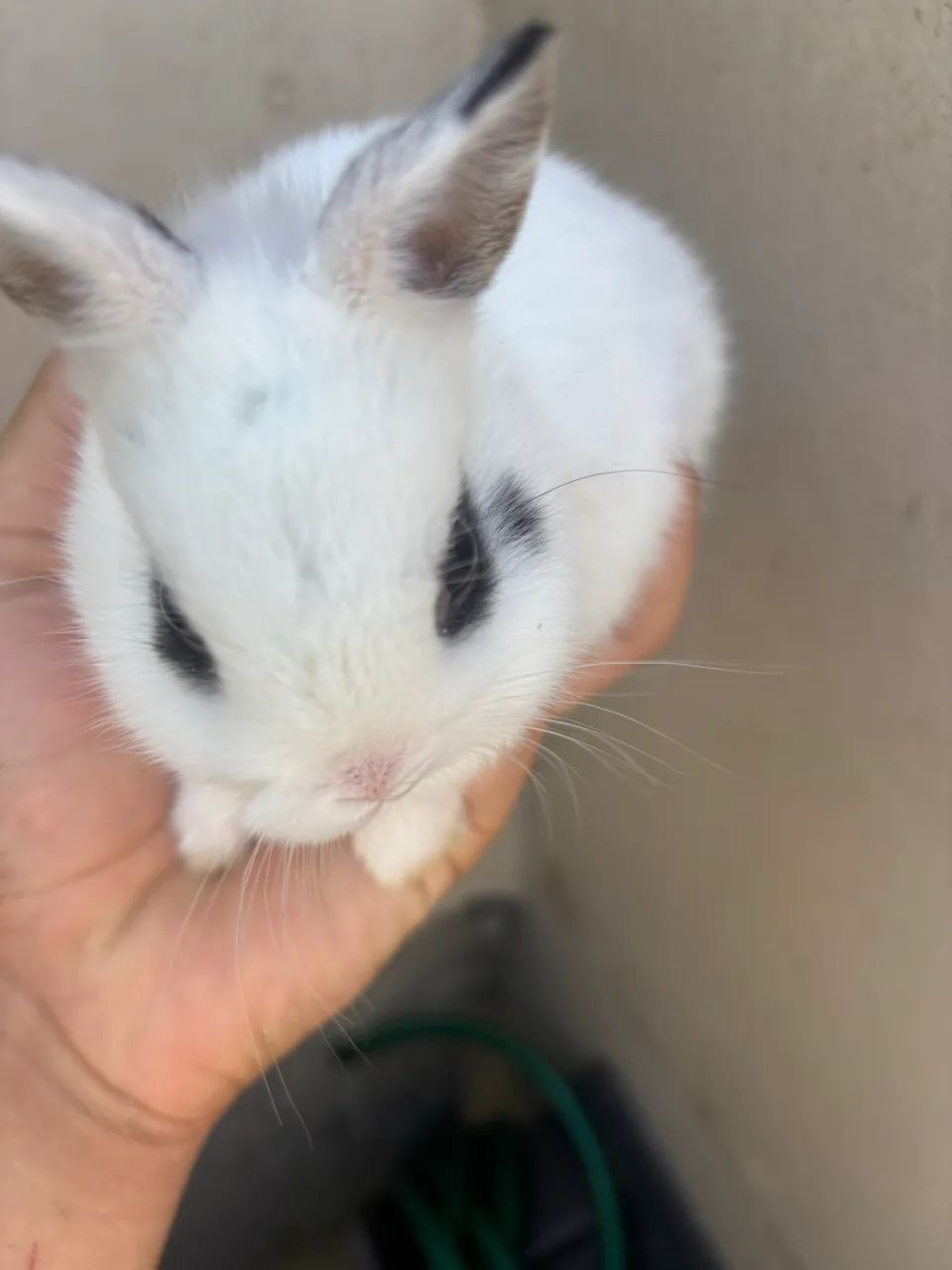 Coelho filhotes mini (Nertland)64706125838339123