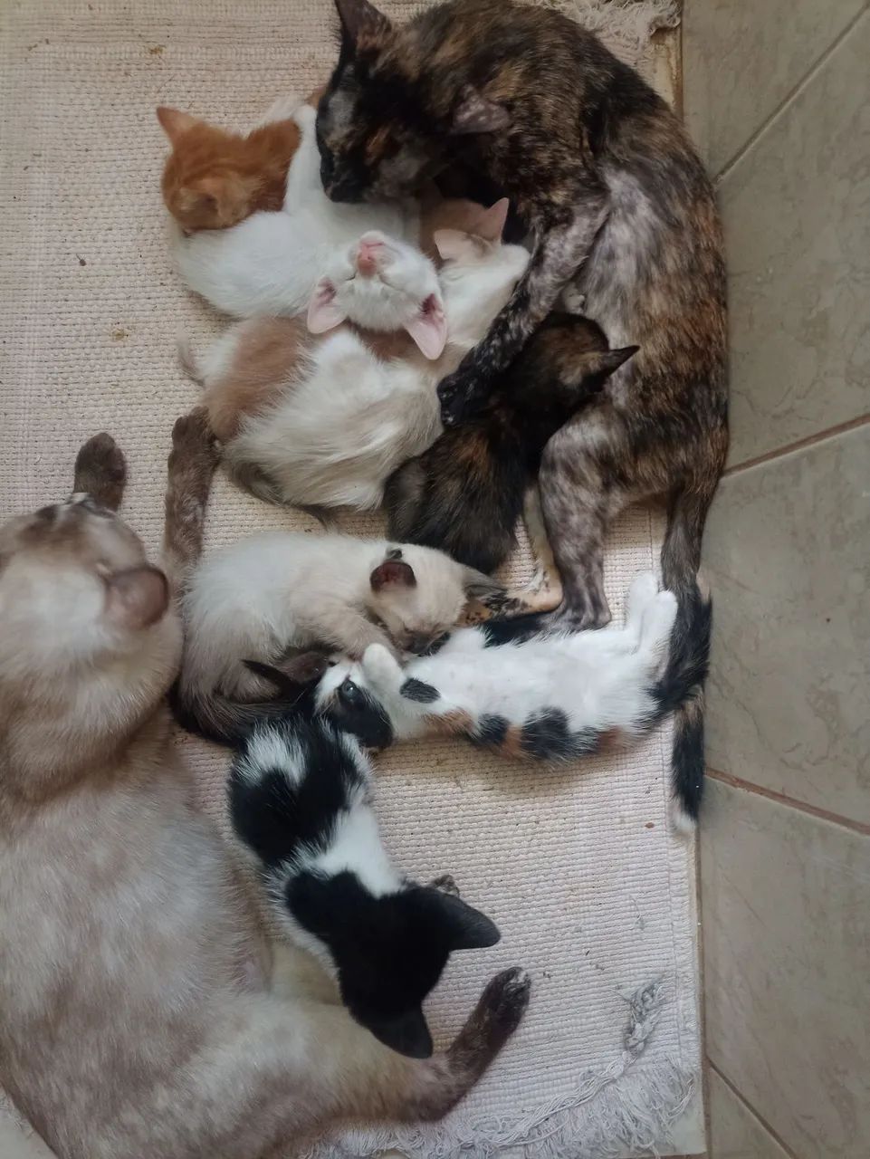 Gatinhos para adoção responsável  - Foto 2