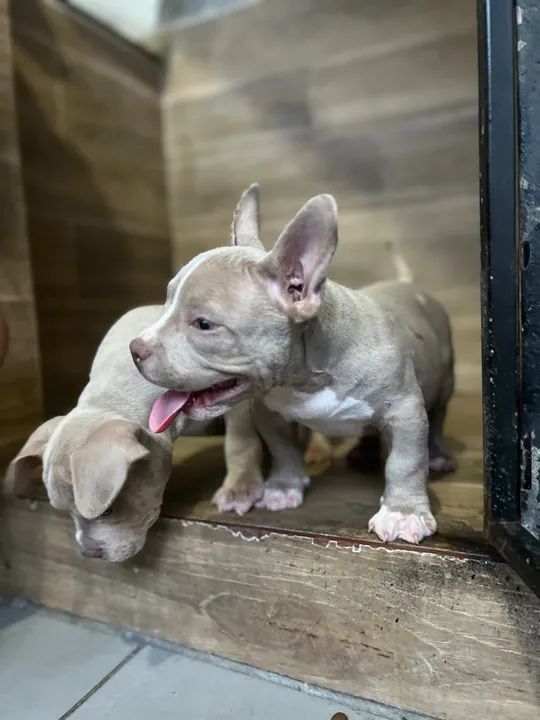 Filhotes American Bully  - Foto 3