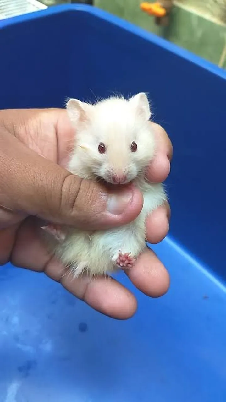Hamster Sírio Filhote