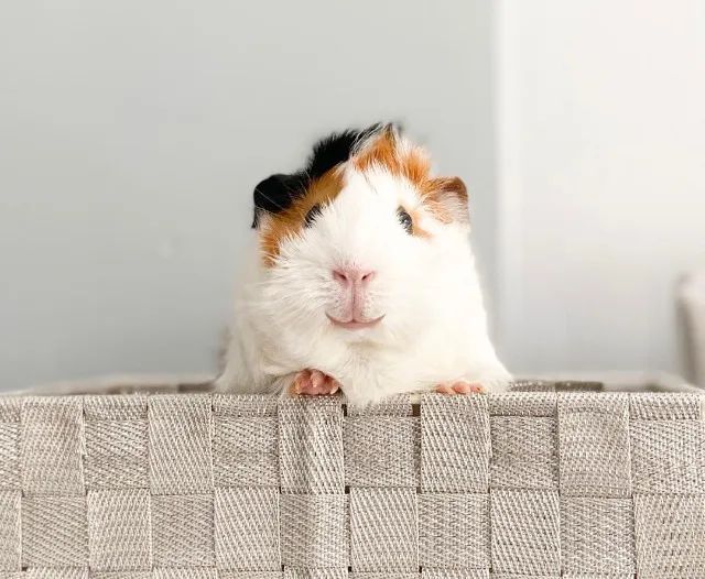 porquinho da india - Foto 6