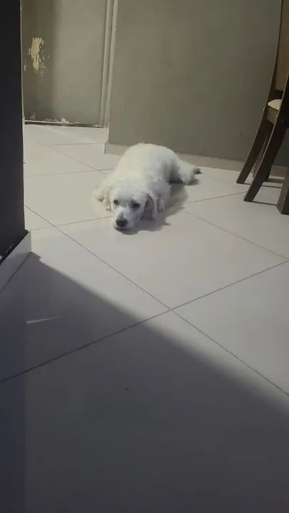 Doação cachorro macho srd - Foto 5