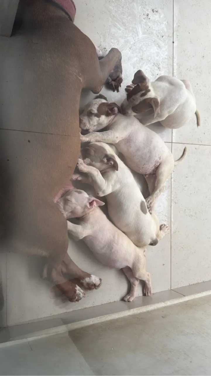 Filhotes de Pitbull - Lindos e Saudáveis