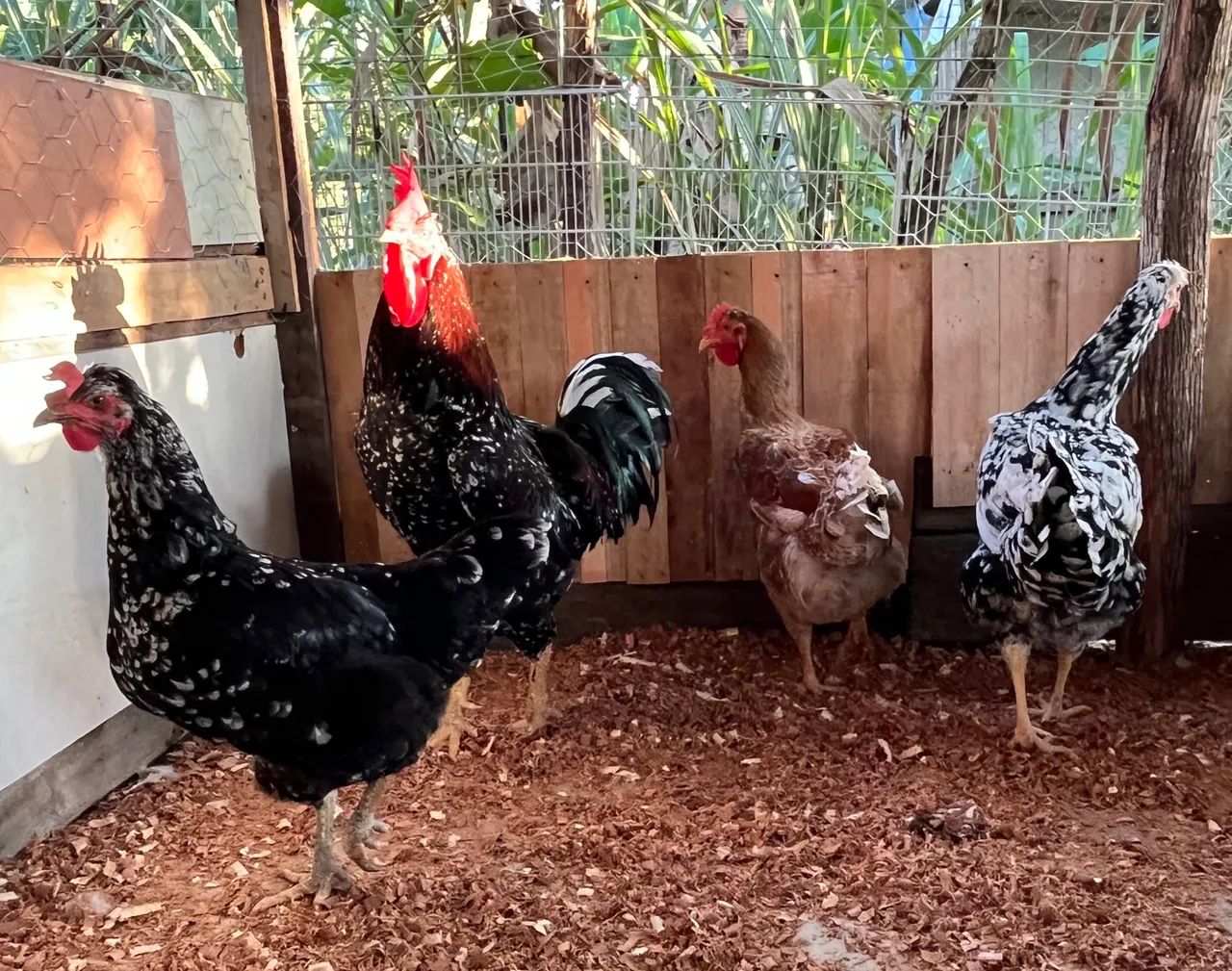 Ovos, pintinhos e frangos  - Foto 5