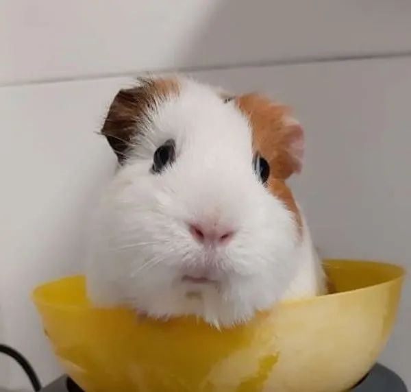 porquinho da india - Foto 3