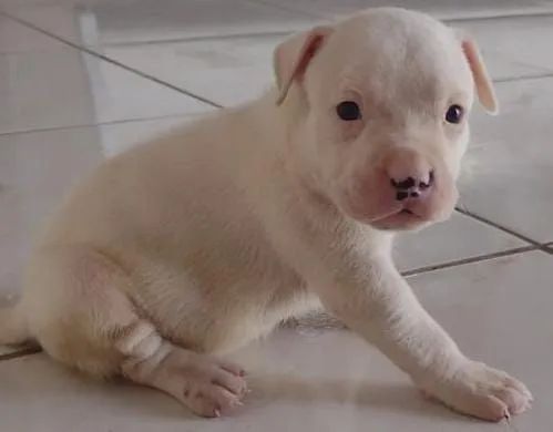 Filhote de Pitbull branco