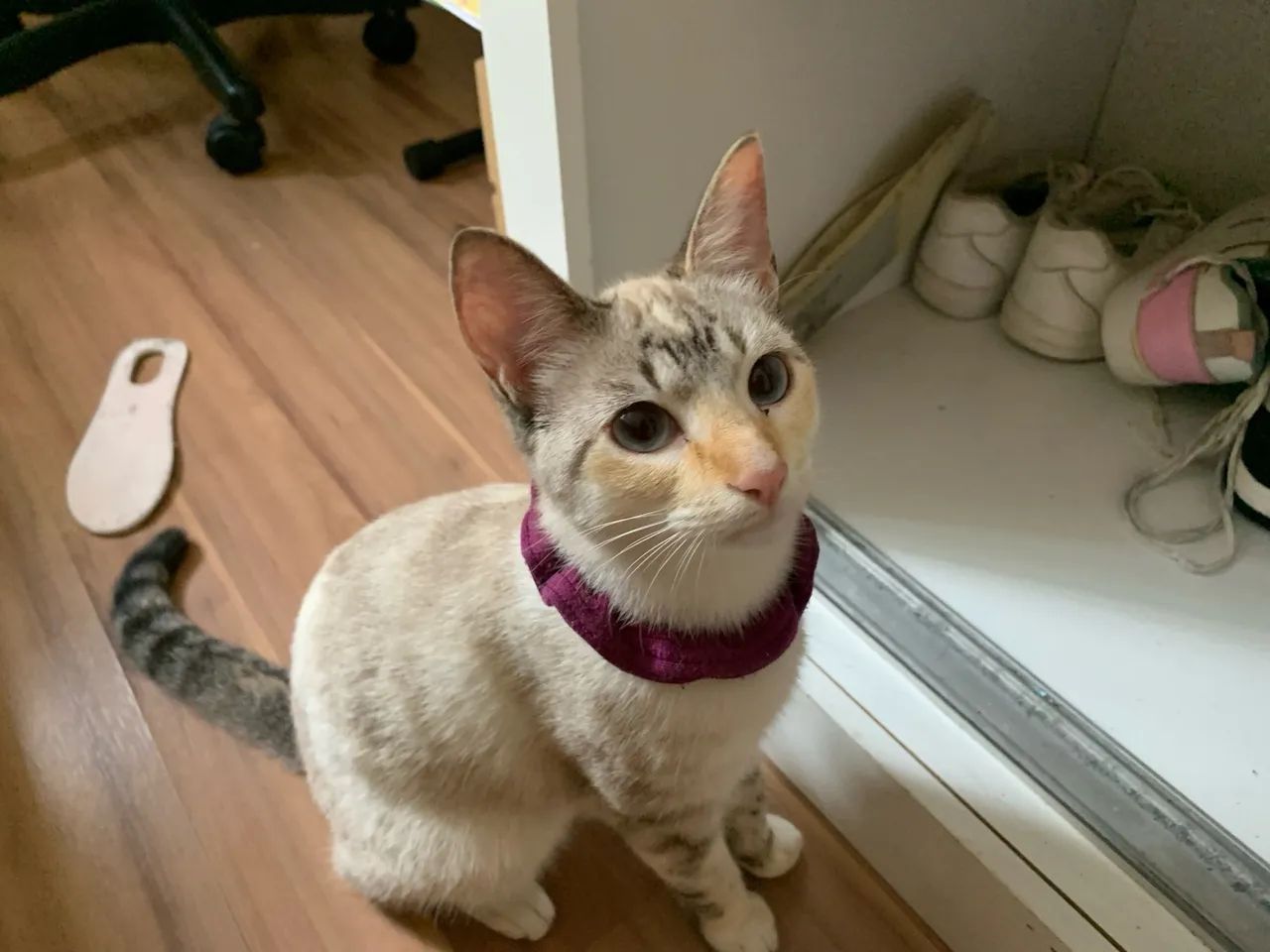 Doa-se Gata - Foto 5