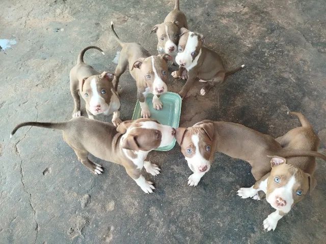 Filhotes de Pitbull  - Foto 5