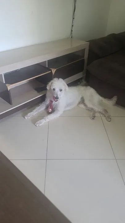 Doação cachorro macho srd - Foto 4