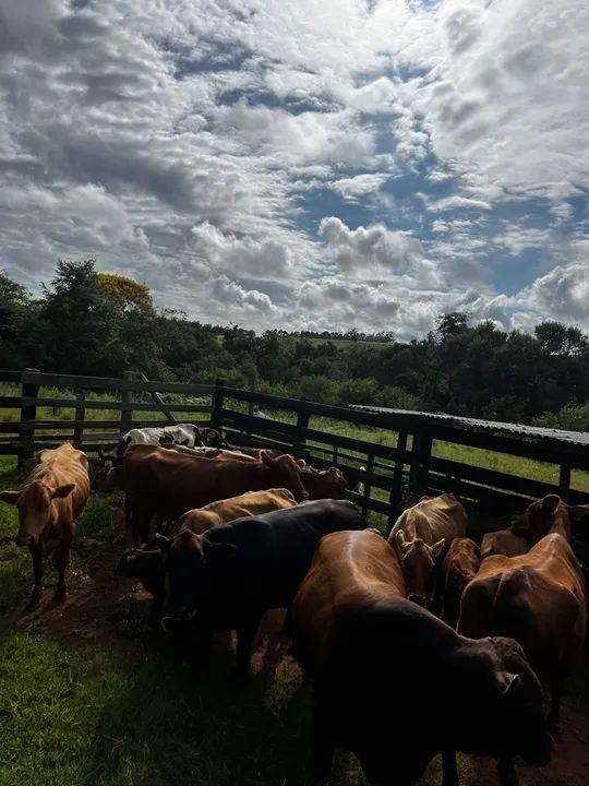 Vendo lote de 20 cabeças  - Foto 2