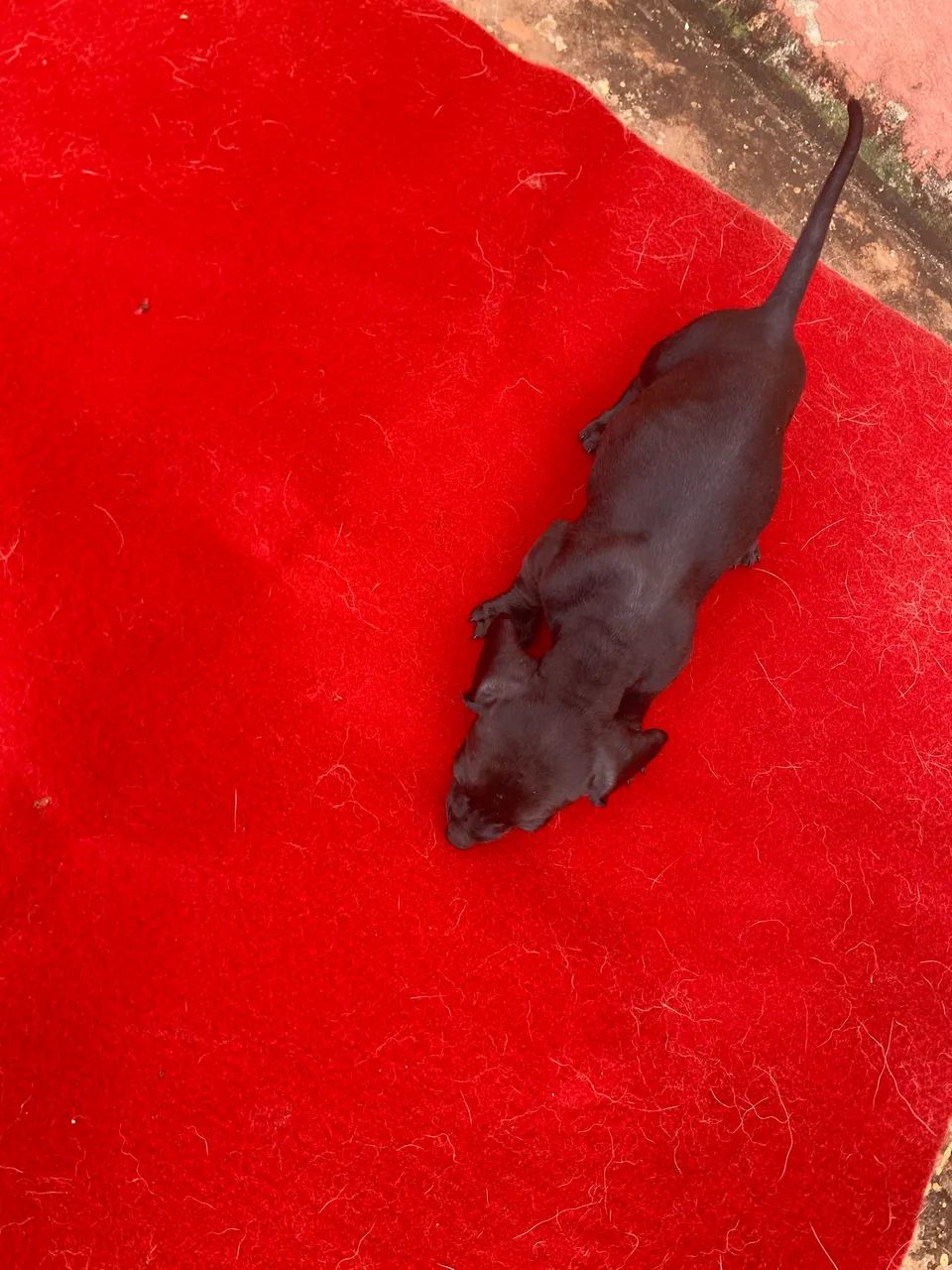 Promoção Cofap macho - Foto 3