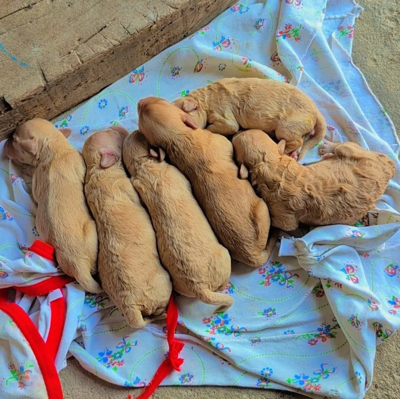 Filhotes de Poodle