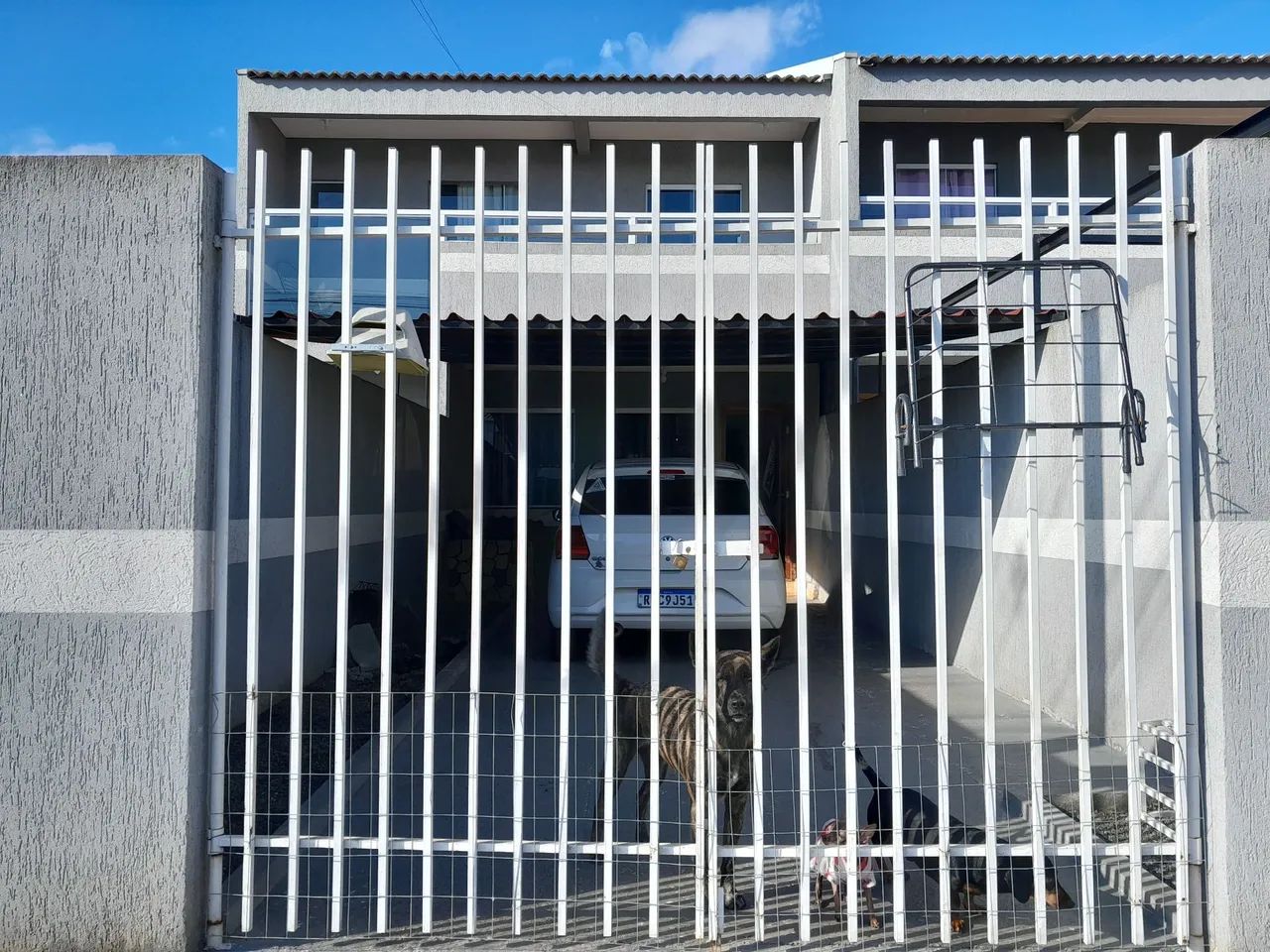 Foto - Ponta Grossa - Cará-cará