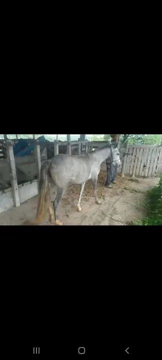 egua cavalo potra - Foto 5