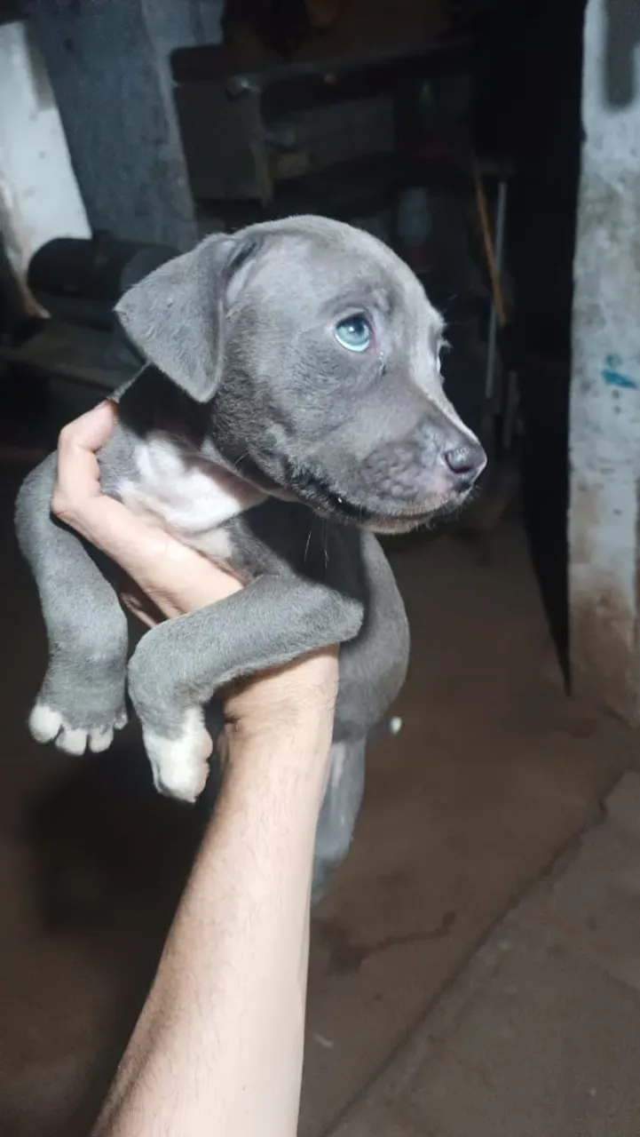 Filhote de Pitbull com Pitmonster