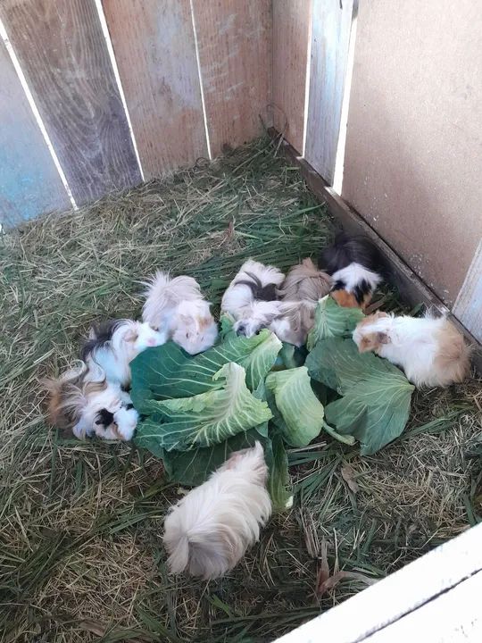 Criação de Porquinhos da Índia...