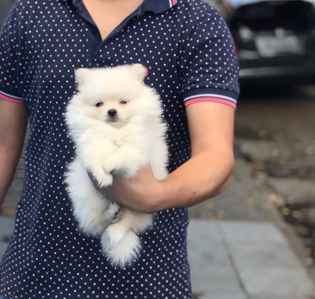 Spitz Alemão padrão boo, melhor linhagem conosco - Foto 3