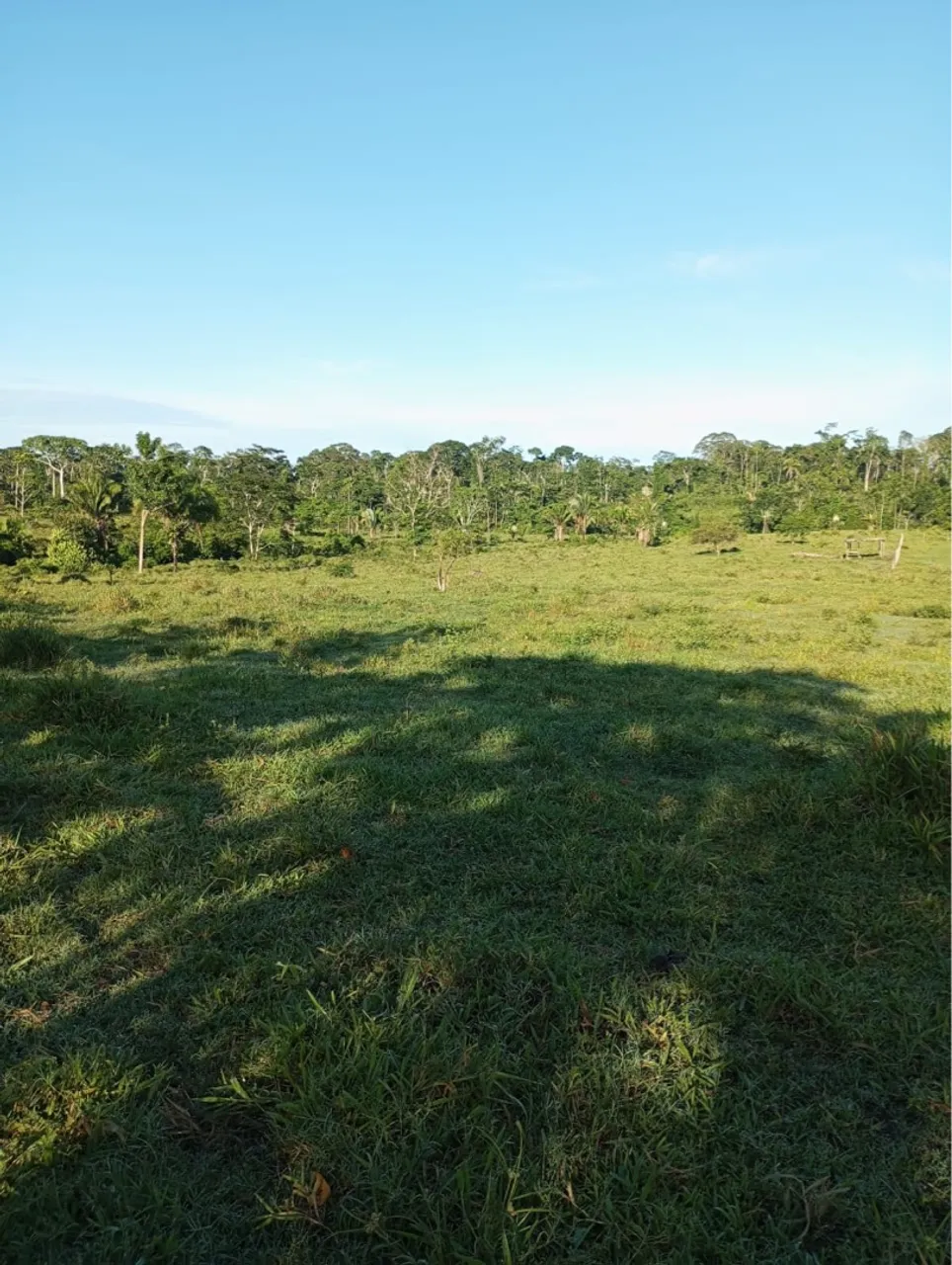Vende-se uma colônia de 50 hectares. Interessados manda mensagem no numero *.