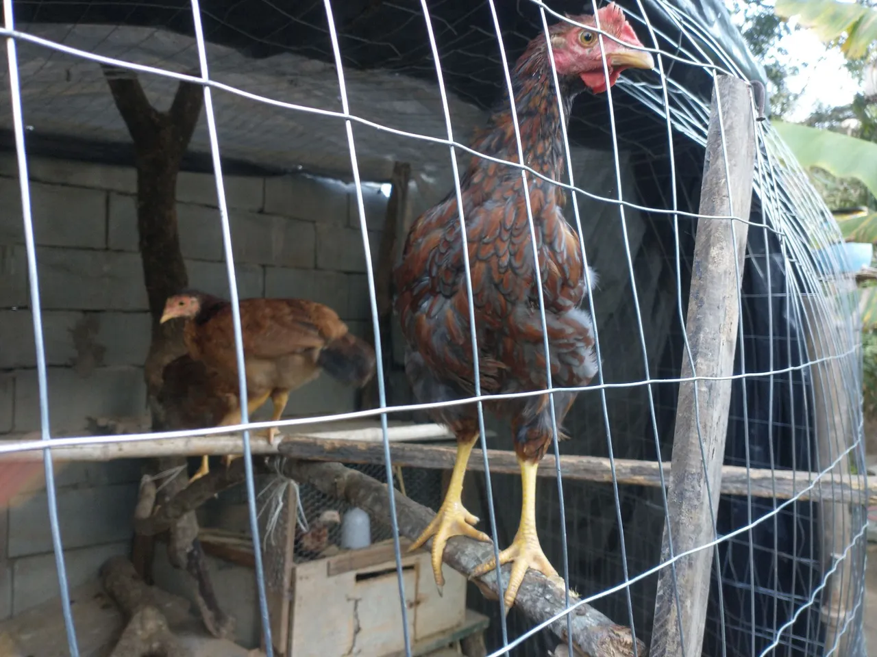Frango caipira chocadeiras, a unidade 80,00