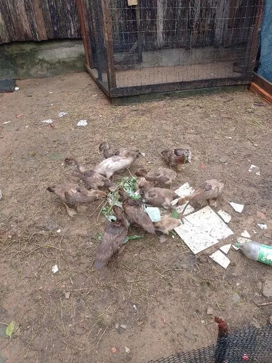 Patos chocolate  - Foto 3