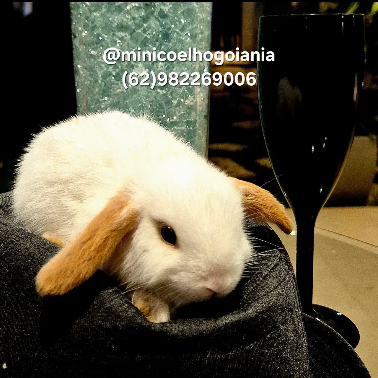 Mini Lop Original. Filhotes Pequenos e dóceis. Criatório Especializado em mini coelhos - Foto 5